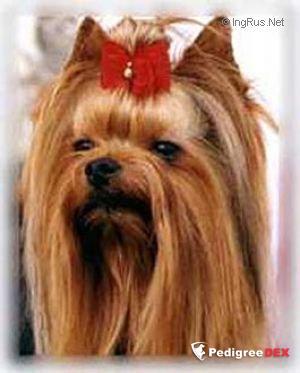  DE MAJODIAN ECSTASY &mdash; Labaza DogPedigree YorkshireTerrier
